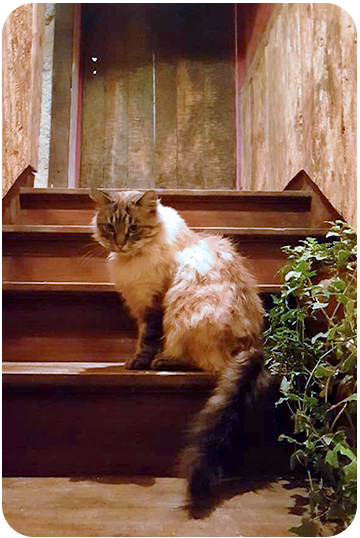 Le restaurant - Le Chien Fou - Restaurant Saint-Antonin-Noble-Val - top resto SAINT-ANTONIN-NOBLE-VAL